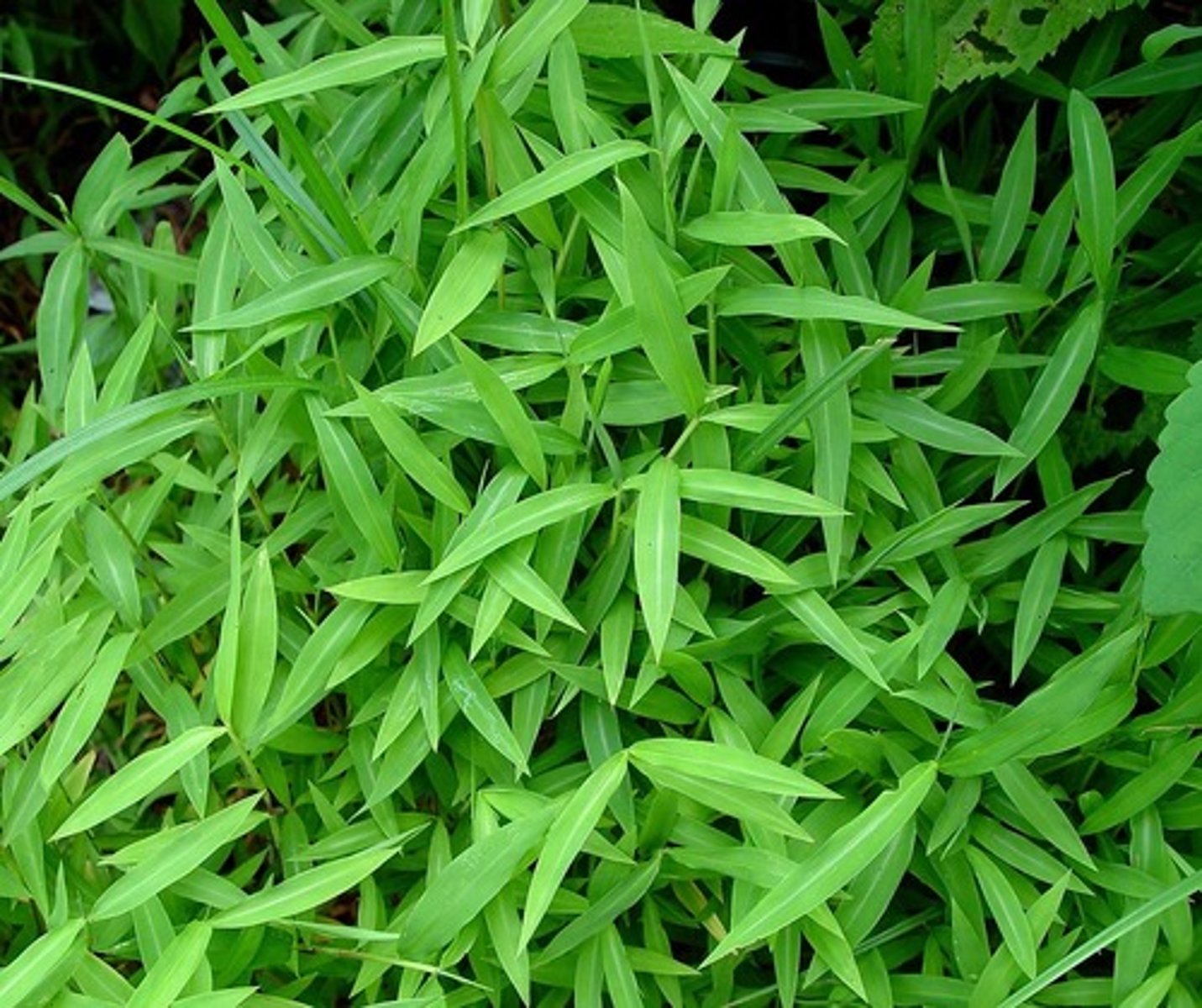 <p>Grass with silvery midrib on leaves; forms dense mats; invasive; campus, HMF, Jamesburg.</p>