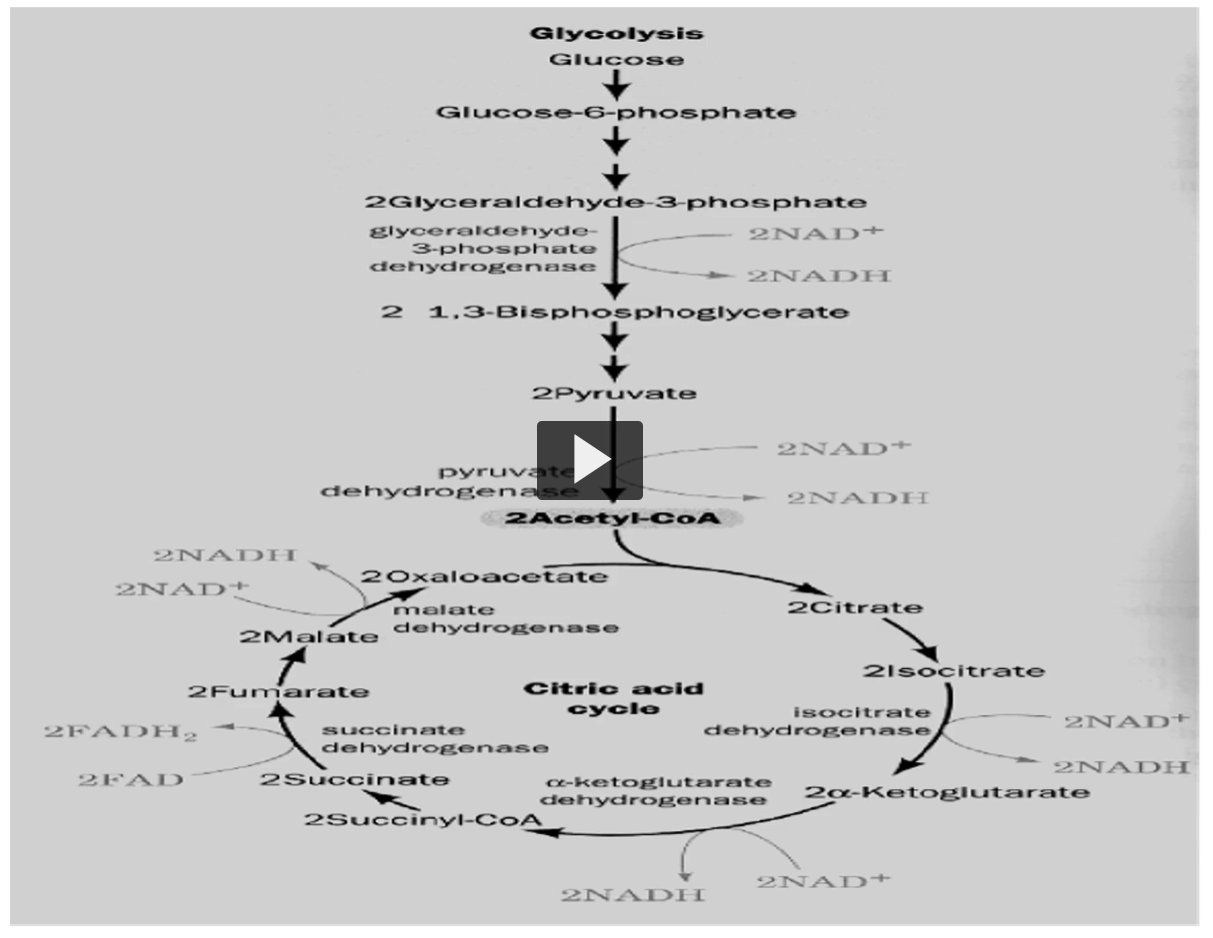 <p>there are <strong>eight reactions</strong> or <strong>carbon versions</strong> in <strong>Kreb’s cycle</strong>, shown here.</p><p><strong>oxidations are only four</strong>, in which <strong>three are made by NAD</strong> and one by<strong> FAD</strong>.</p><p>Here you can see the <strong>NAD</strong> (bottom right, 2 NAD+ AND 2NADH), another one here (bottom), and the last one on top (top left of the bottom circle), on the bottom left you can see the FAD (2 FAD, 2 FADH)</p><p>remember, this is once per cycle (he is referring to the big circle).</p>
