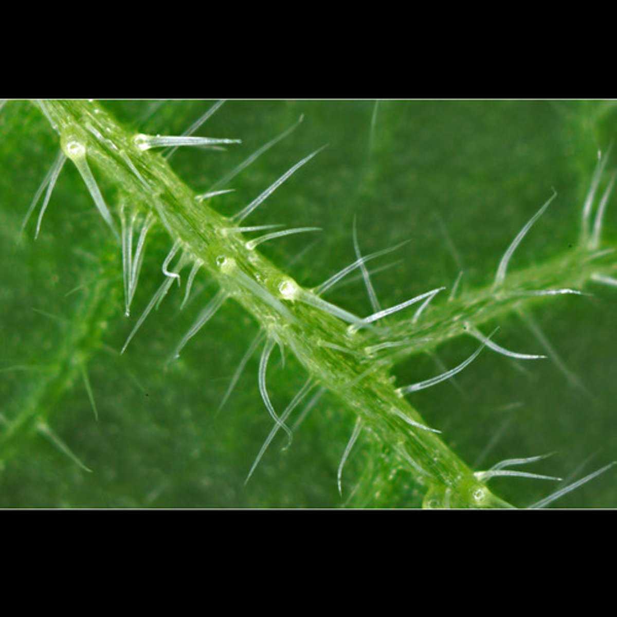 <p>(n) A prickly or stinging plant; (v) to arouse displeasure, impatience, or anger; to vex or irritate severely</p><p>ant- please, delight, soothe, pacify</p>