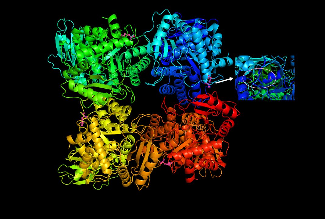 <p>Ribulose-1,5-biphosphate carboxylase-oxygenase</p><ul><li><p>enzyme that fixes CO<sub>2</sub>&nbsp;in the Calvin Cycle</p></li></ul><p></p>