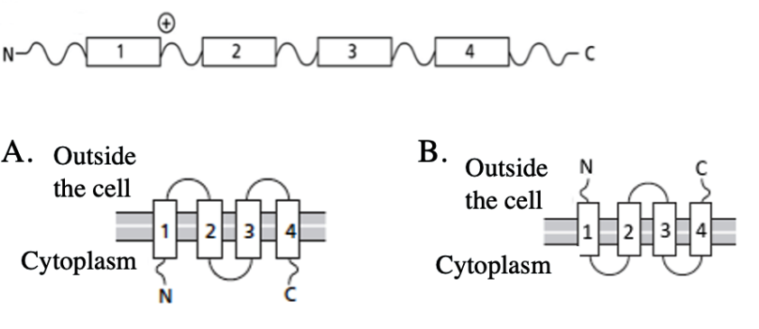 <p><span>A schematic of a membrane protein is presented below. The boxes illustrate membrane-spanning segments. What will the topology of this protein be in the plasma membrane?</span></p><p><span>A</span></p><p><span>B</span></p>