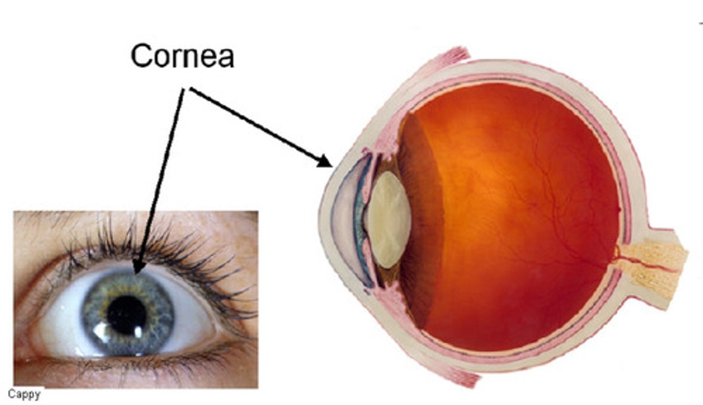 <p>the transparent layer forming the front of the eye, light waves enter the eye here</p>