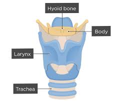 <p>hyoid bone </p>