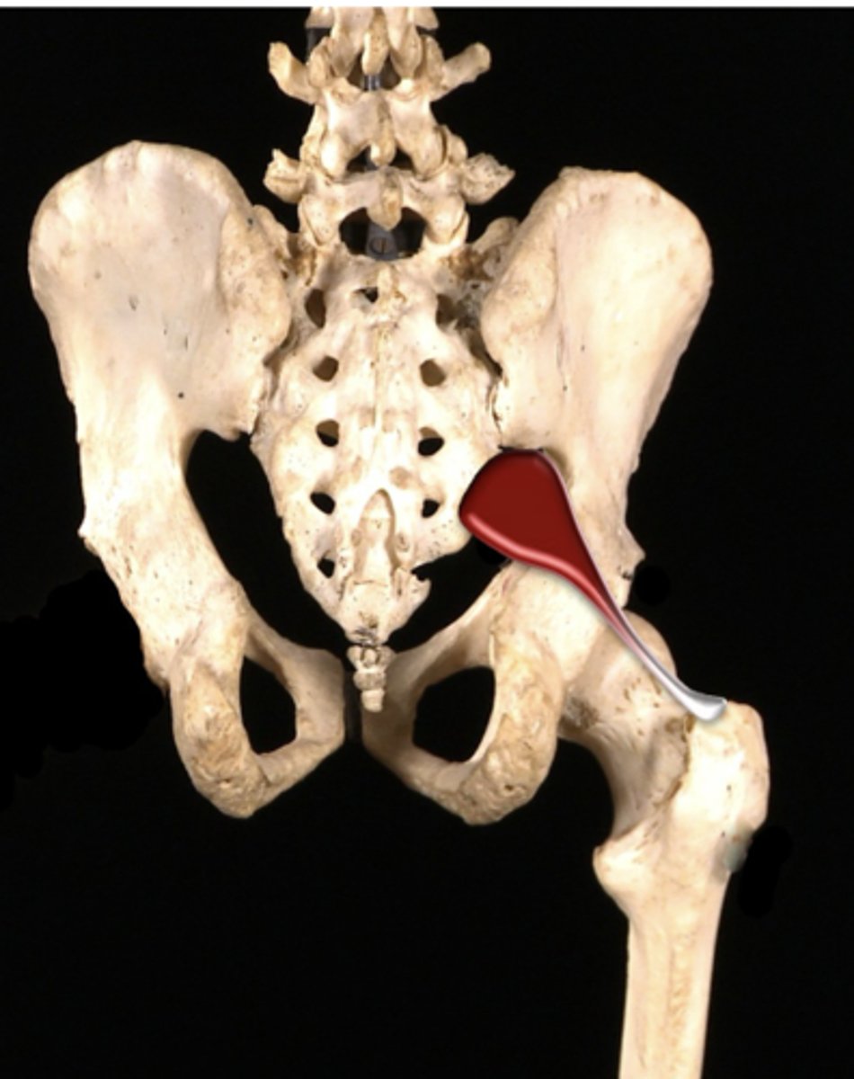 <p>ID muscle- lateral rotation of hip joint</p>