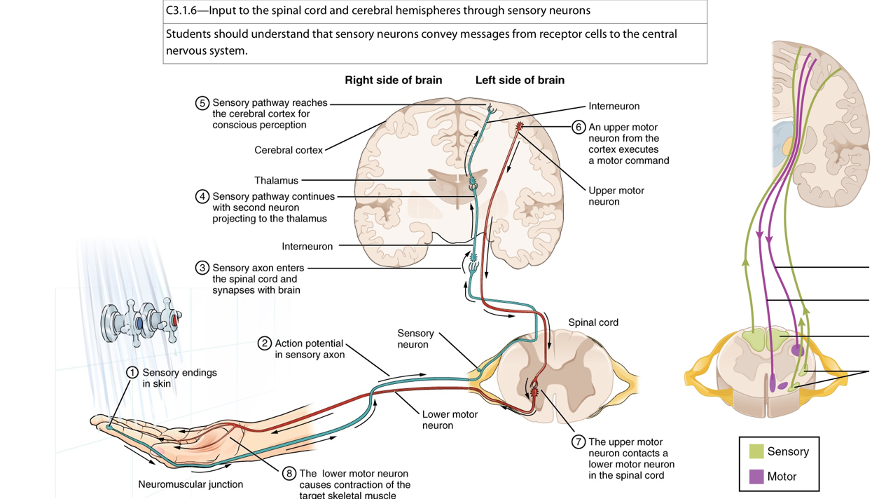 <ul><li><p>sensory neurons</p><ul><li><p>Signal wn body tissue - detected by receptor → transmitted to CNS via sensory neuron</p></li><li><p>Ex. Photoreceptor, Chemoreceptors</p></li></ul></li></ul><p></p>