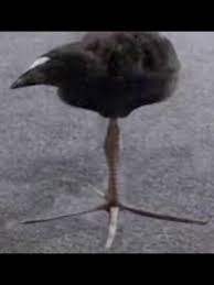 <ul><li><p>Autonomic organs include cardiac muscle, smooth muscle, and glands. Somatic effectors primarily include skeletal muscle.</p></li><li><p>Autonomic neurotransmitters include acetylcholine and norepinephrine. Somatic neurotransmitters only include acetylcholine.</p></li><li><p>Autonomic efferent pathway involves two seperate neurons, a preganglionic and post ganglionic neuron. Somatic efferent pathway only involes on neuron.</p></li></ul><p></p>