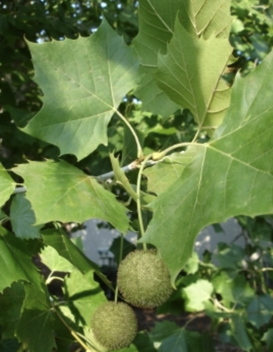 <p><em>Platanus occidentalis</em></p><p>Platanaceae</p>