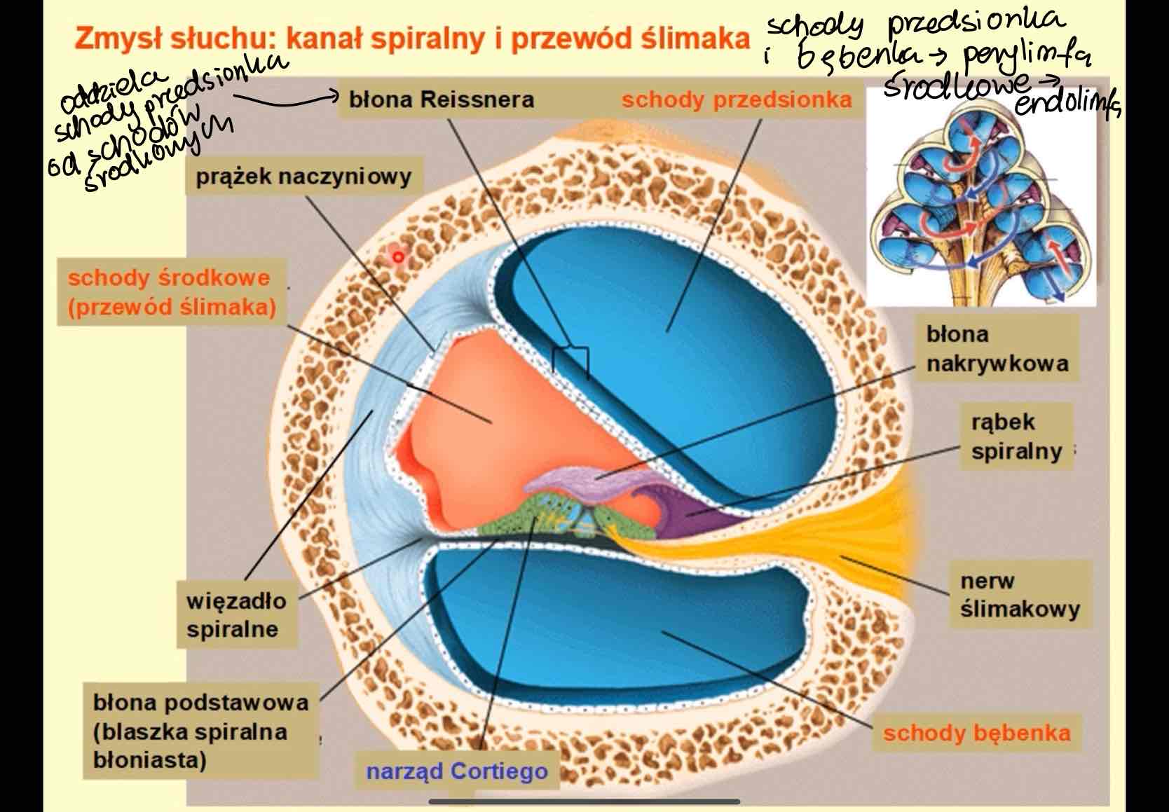 <ul><li><p>schody przedsionka i bębenka » perylimfa</p></li><li><p>schody środkowe / przewód ślimaka » endolimfa</p></li></ul>