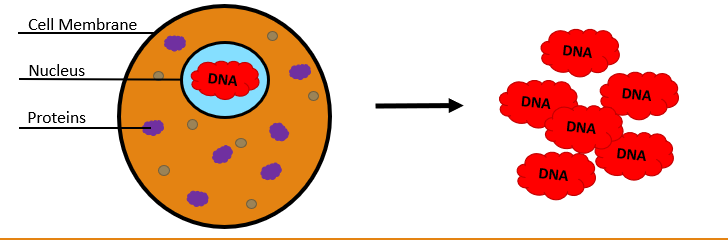 <p>DNA Extraction</p>
