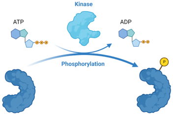 <p>Kinases are enzymes that add phosphate groups (phosphorylation)</p><p></p><p><span><span><br></span><span>The addition of phosphates are catalyzed by enzymes called kinases</span></span></p>