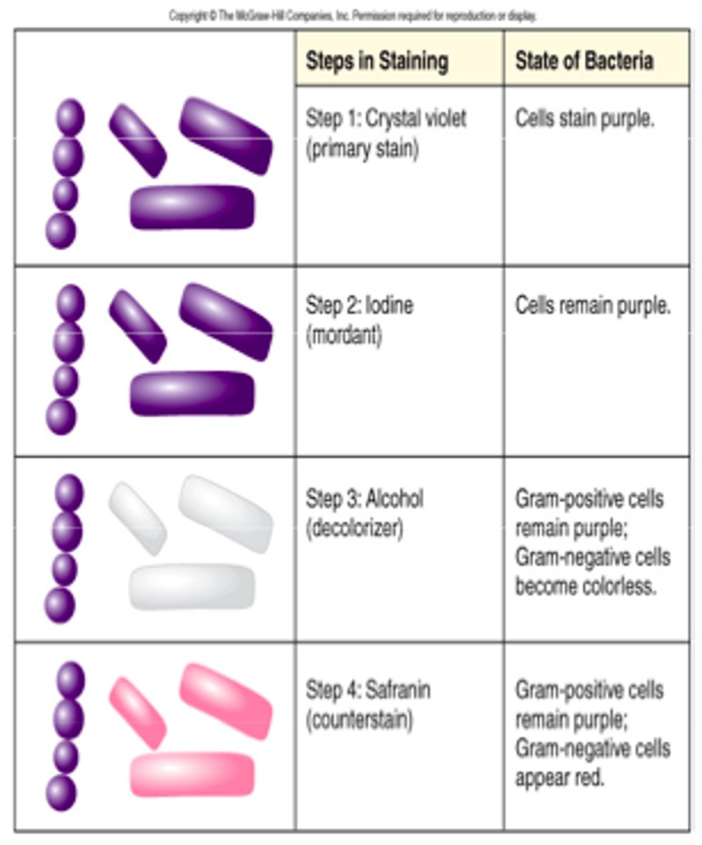 <p>crystal violet</p><p>rinse</p><p>iodine</p><p>rinse</p><p>alcohol</p><p>rinse</p><p>safranin</p><p>rinse</p>