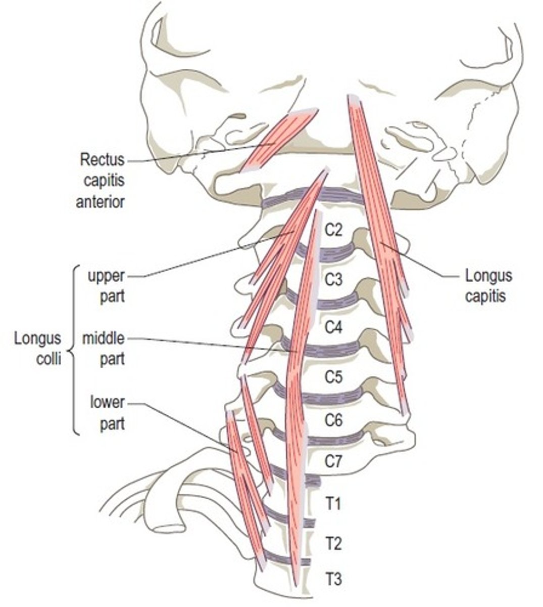 <p>1. C5-T3 bodies</p><p>2. C3-5 transverse processes</p>