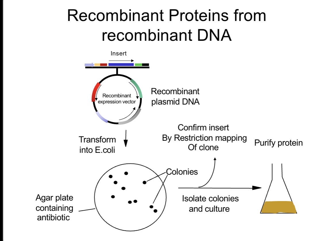 <p><span>Cut the plasmid vector at specific restriction sites (e.g. XbaI, XhoI).</span><br></p><p><span>Insert foreign DNA fragment.</span><br></p><p><span>Ligate insert to the vector with DNA ligase.</span><br></p><p><span>Transform into E. coli.</span><br></p><p><span>Select colonies on antibiotic agar.</span><br></p><p><span>Confirm insert by restriction mapping or sequencing.</span></p>