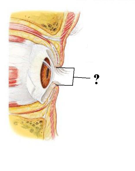 <p><span><span>Identify the indicated opening</span></span></p>