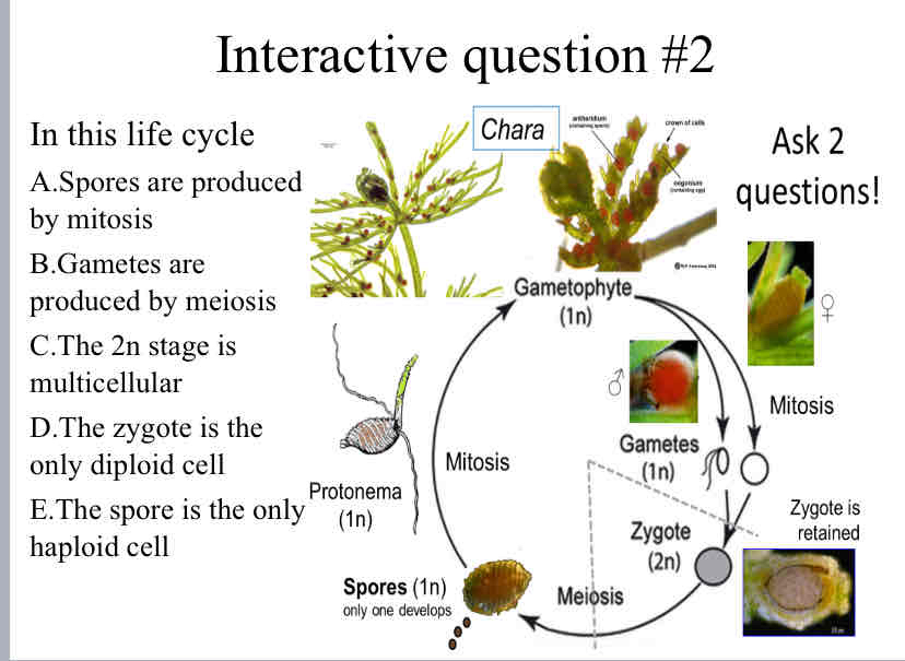 <p>Practice Question (Plant Life Cycle) - In this life cycle</p><p><br></p>