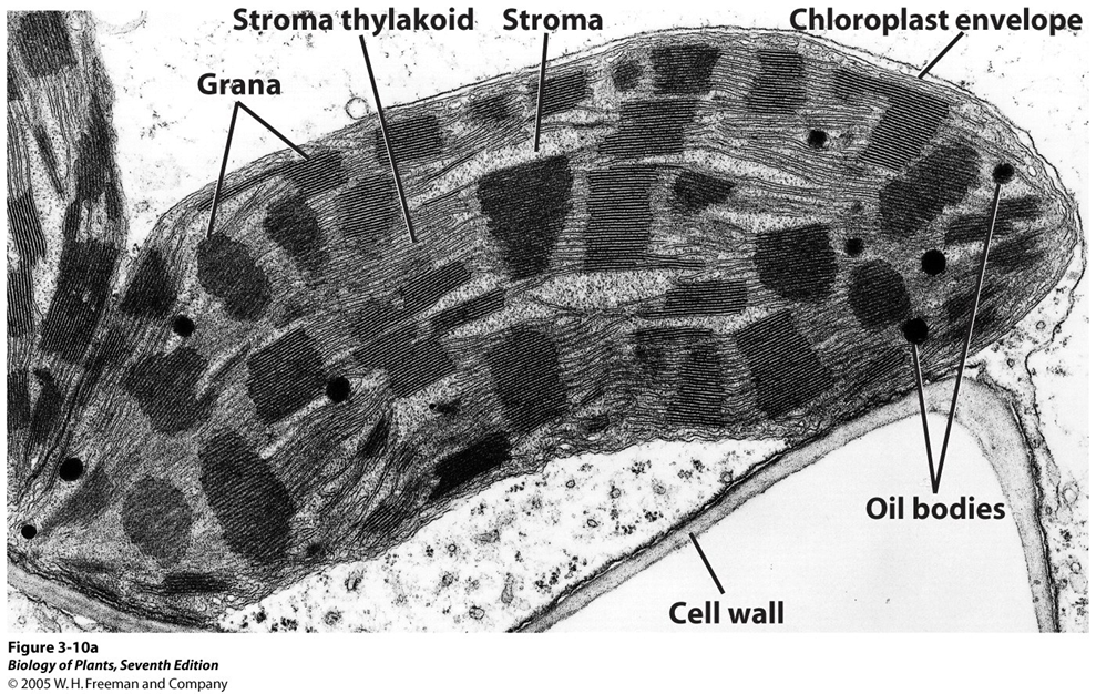<ul><li><p>chloroplast</p></li><li><p>scribbles of 2nd to least darkest horizontal lines are thylakoid</p></li></ul><p></p>