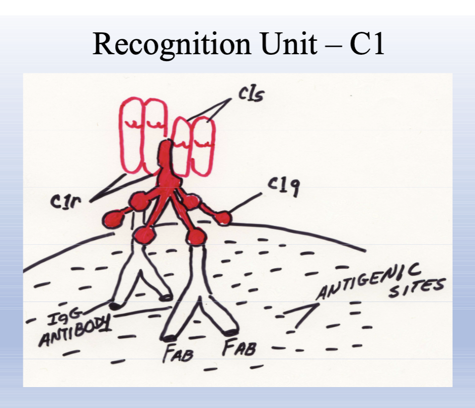 <p>Recognition unit of the classical pathway; C1q binds antibody Fc to 2 IgG or one IgM; activates C1r and C1s.</p>