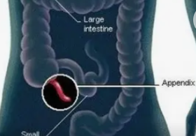 <p>A small, worm-like organ attached to the cecum; its exact job is unclear but might help your immune system.</p>