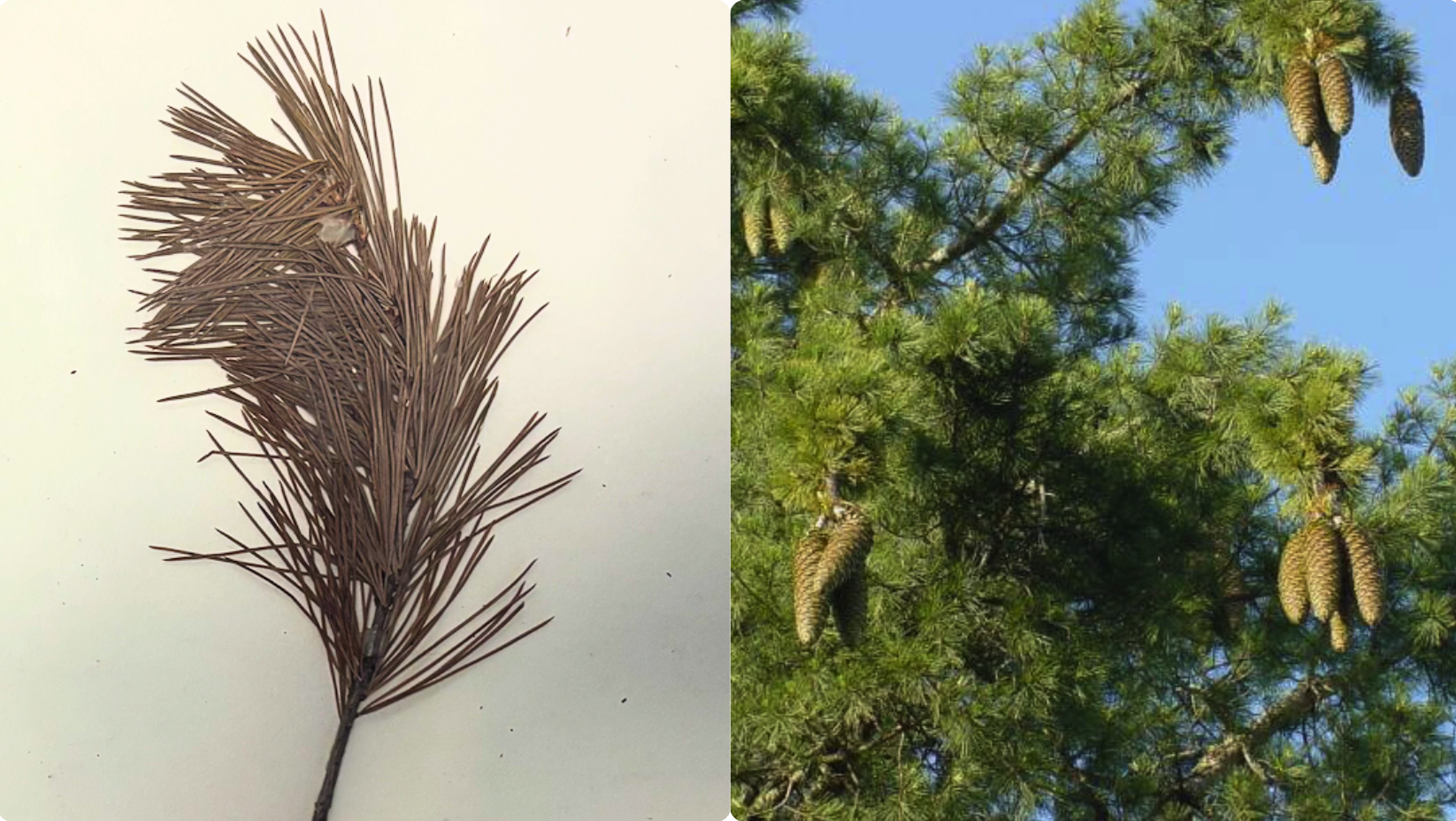 <p>Long cones</p><p>5 needles per group</p>