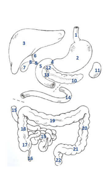 <p>What are all these organs?</p>
