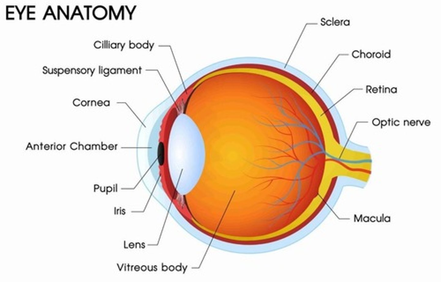 <p>Retinal ganglion cell axons leave the eye as the optic nerve.</p>