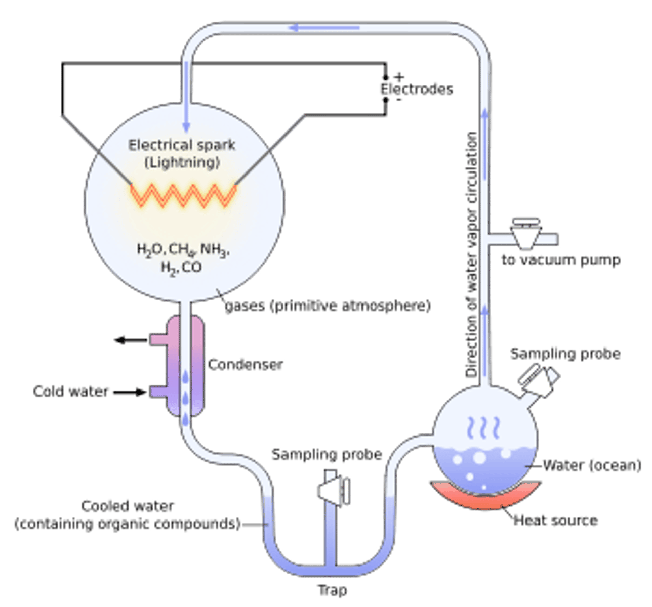 <p>recreated the conditions of pre-biotic Earth in a closed system.</p><p>•These conditions included a reducing atmosphere (low oxygen), high radiation levels, high temperatures and electrical storms</p><p>•Water was boiled to form vapour and then was mixed with methane, ammonia and hydrogen</p><p>•The mixture of gases was exposed to an electrical discharge (sparks) to simulate lightning</p><p>•After one day, the water turned pink, then dark red</p><p>•The mixture was then allowed to cool and after one week was found to contain some simple amino acids and complex oily hydrocarbons.</p><p>•Based on these findings, it was concluded that under the hypothesised conditions of pre-biotic Earth, organic molecules could be formed</p>