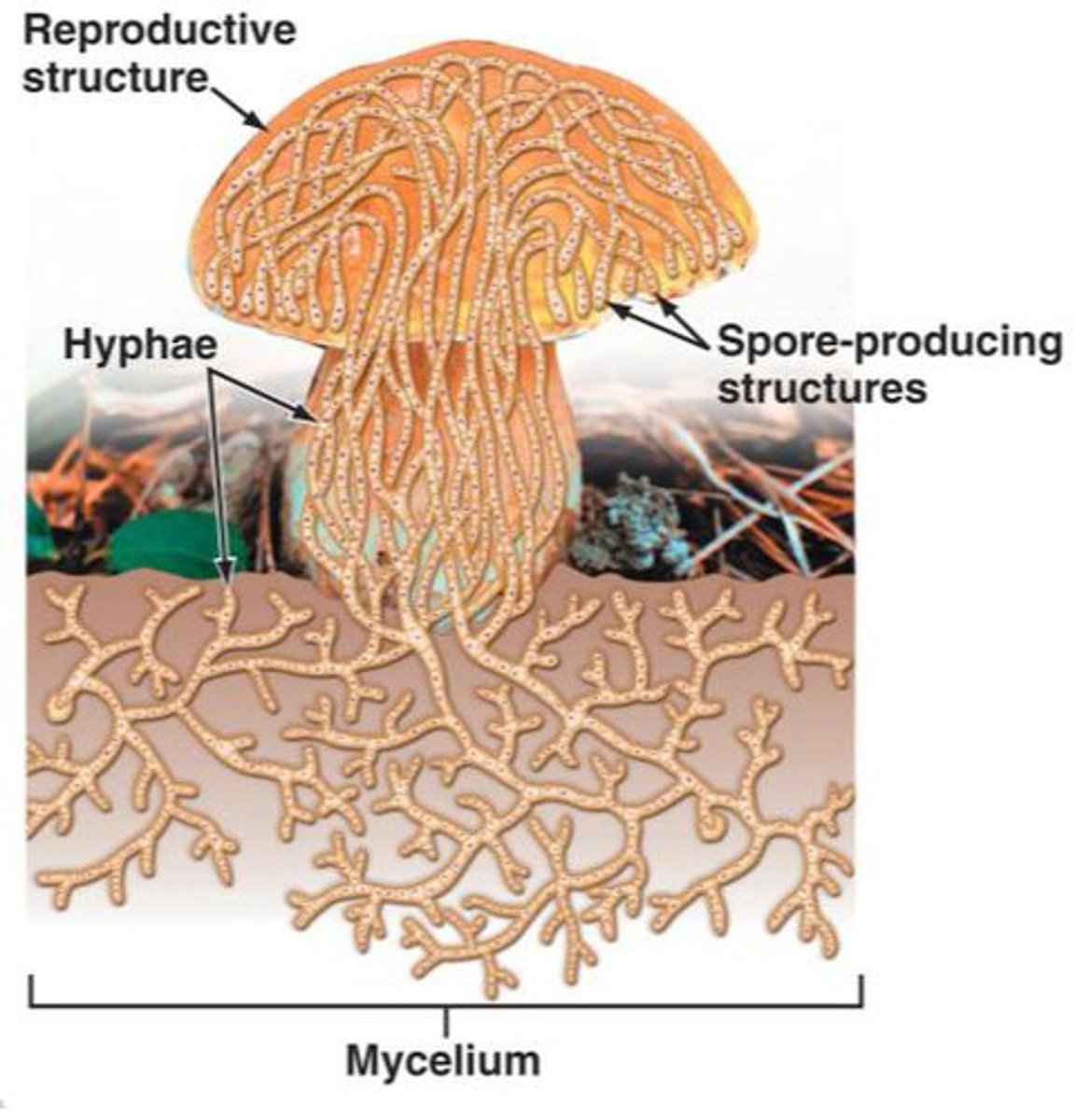 <p>- Growth by formation of filaments (called hyphae)</p><p>- Entangled mass of hyphae forms a mycelium which can be visible to the naked eye</p>