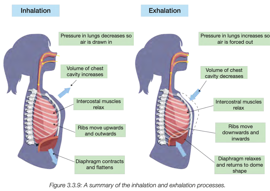 <p>2 PROCESSES - INSPIRATION AND EXPIRATION</p><ul><li><p>air enters respiratory tract thru mouth or nose, passes through nasal cavity and is smelt, warmed, filtered, moistened. passes through pharynx, larynx, reaches bronchi. after gas exhchange, expanded lungs deflate, air forced back up repiratory tract to mouth/nose to be expelled</p></li><li><p>movement of air is achieved by generating changes of pressure in chest cavity - intercostal muscles ribs and diaphragm involved</p></li><li><p>in inhalation diaphragm contracts, flattens, intercostal muscles contract elevating ribcage up and out, making more space for lugns to expand into</p></li><li><p>increases volume of chest cavity, lowers air pressure inside lugns compared to outside body</p></li><li><p>in exhalation diaphragm relaxes and returns to resting dome shape and intercostal muscles relax, depressing ribs downwards and inwards</p></li><li><p>decreases volume of chest cavity, increases air pressure inside lungs compared in the outside body, expelling air from the lungs</p></li></ul><p></p>