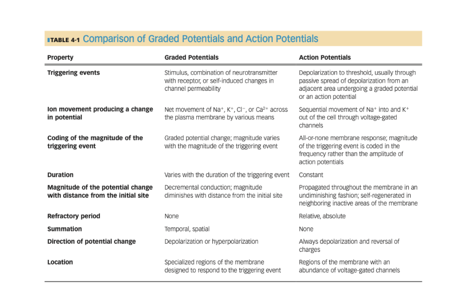 <p>Graded Potential: Short distance decremental signal&nbsp;</p><ul><li><p>different sizes</p></li><li><p>propagate in both directions&nbsp;</p></li></ul><p>Action Potential: long distance non decremental signal&nbsp;</p><ul><li><p>same sizes (all or none principle)&nbsp;</p></li><li><p>travel in only one direction in the axon&nbsp;</p></li></ul><p></p>