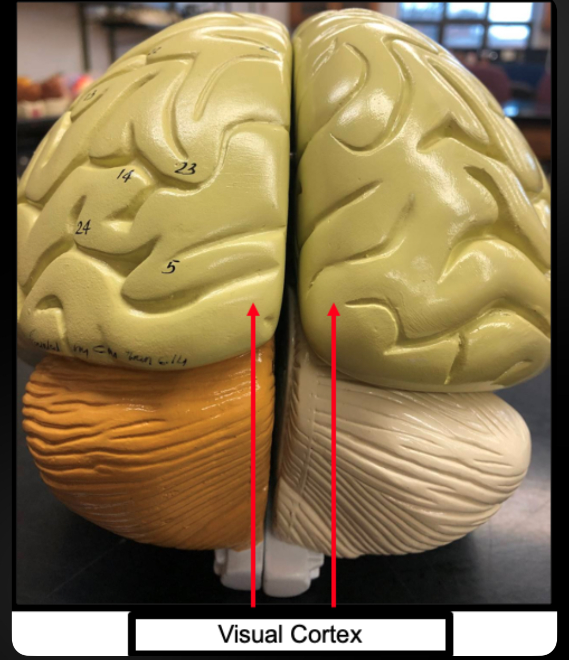 <p>Visual Cortex</p>