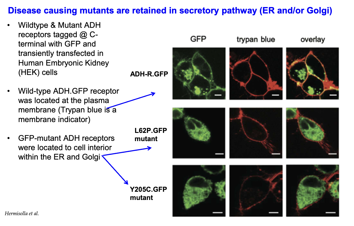 <ul><li><p>Wild-type ADH receptors localize to the plasma membrane.</p></li><li><p>Class II mutant ADH receptors (e.g., L62P, Y205C) are retained inside the secretory pathway, trapped in the ER and Golgi.</p></li><li><p>This retention prevents receptor trafficking to the membrane, impairing function.</p></li></ul><p></p>