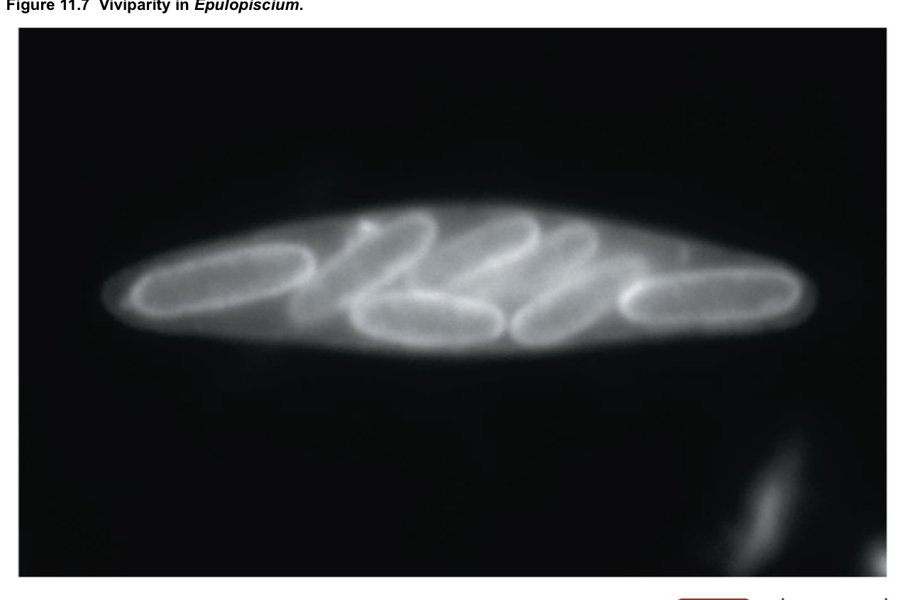 <p>think similar to how a bacteriophage works but instead of lysis due to phages, it is because of offspring that the cell has inside it </p>