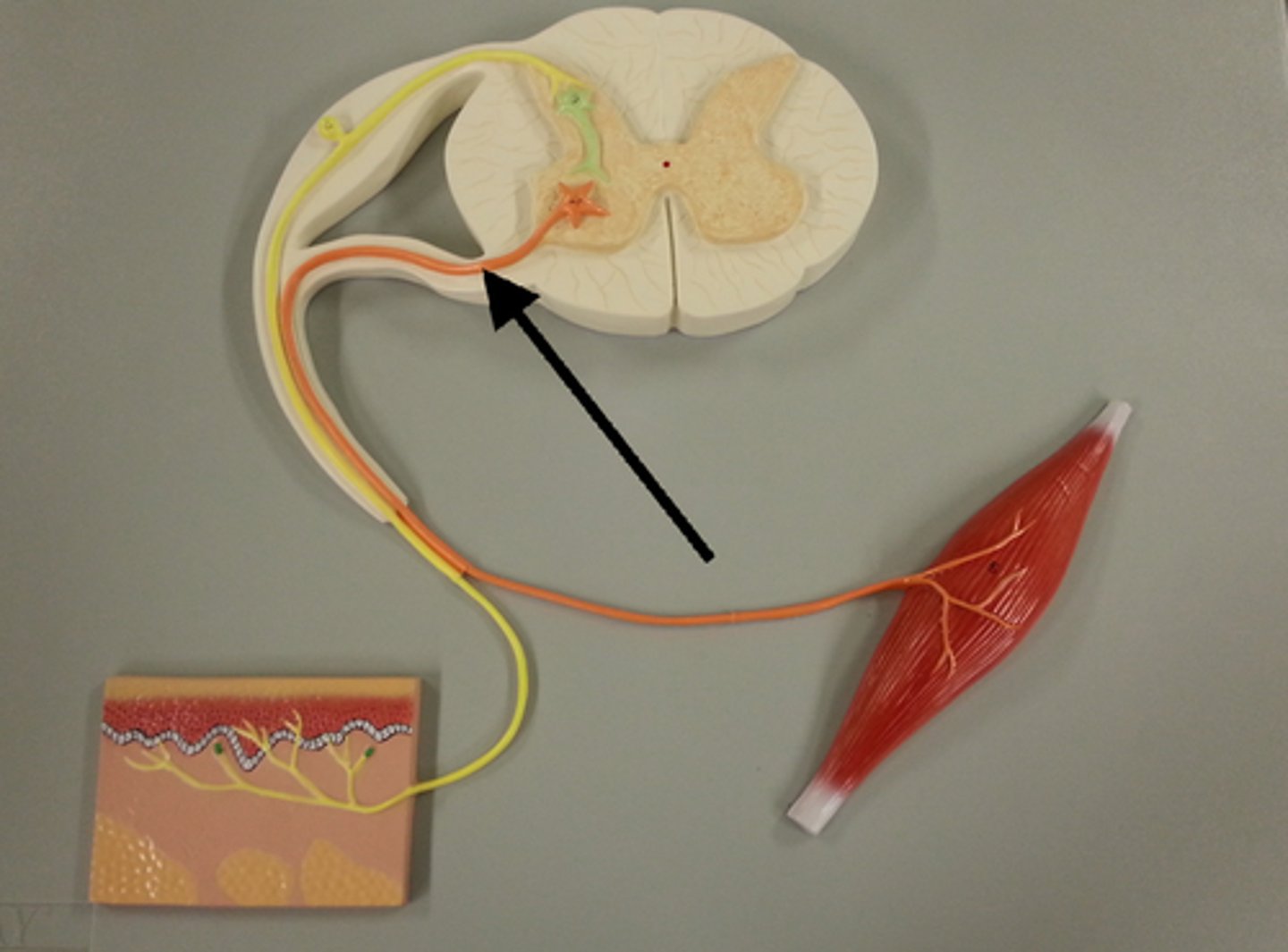<p>nerve cell that send messages from brain and spinal cord to other parts of body; also called motor neurons</p>
