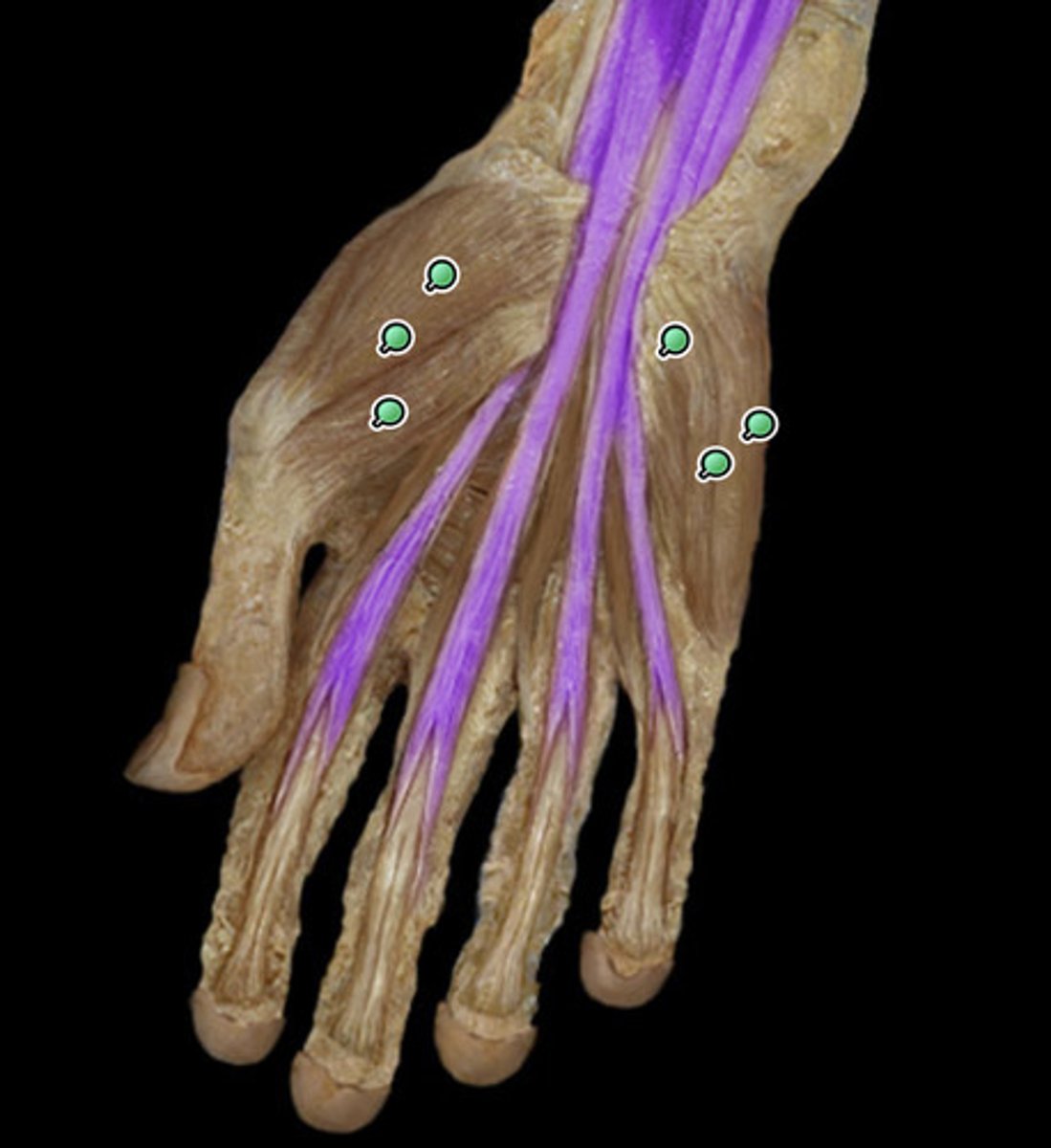knowt flashcard image