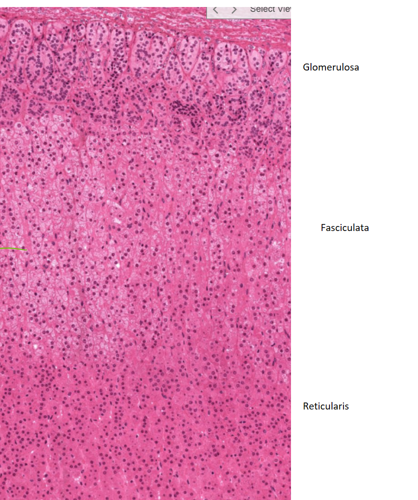 <p>The adrenal cortex is divided into three zones: zona glomerulosa on outside (produces aldosterone), zona fasciculata (makes up most of cortex) (produces cortisol), and zona reticularis (produces androgens). </p>