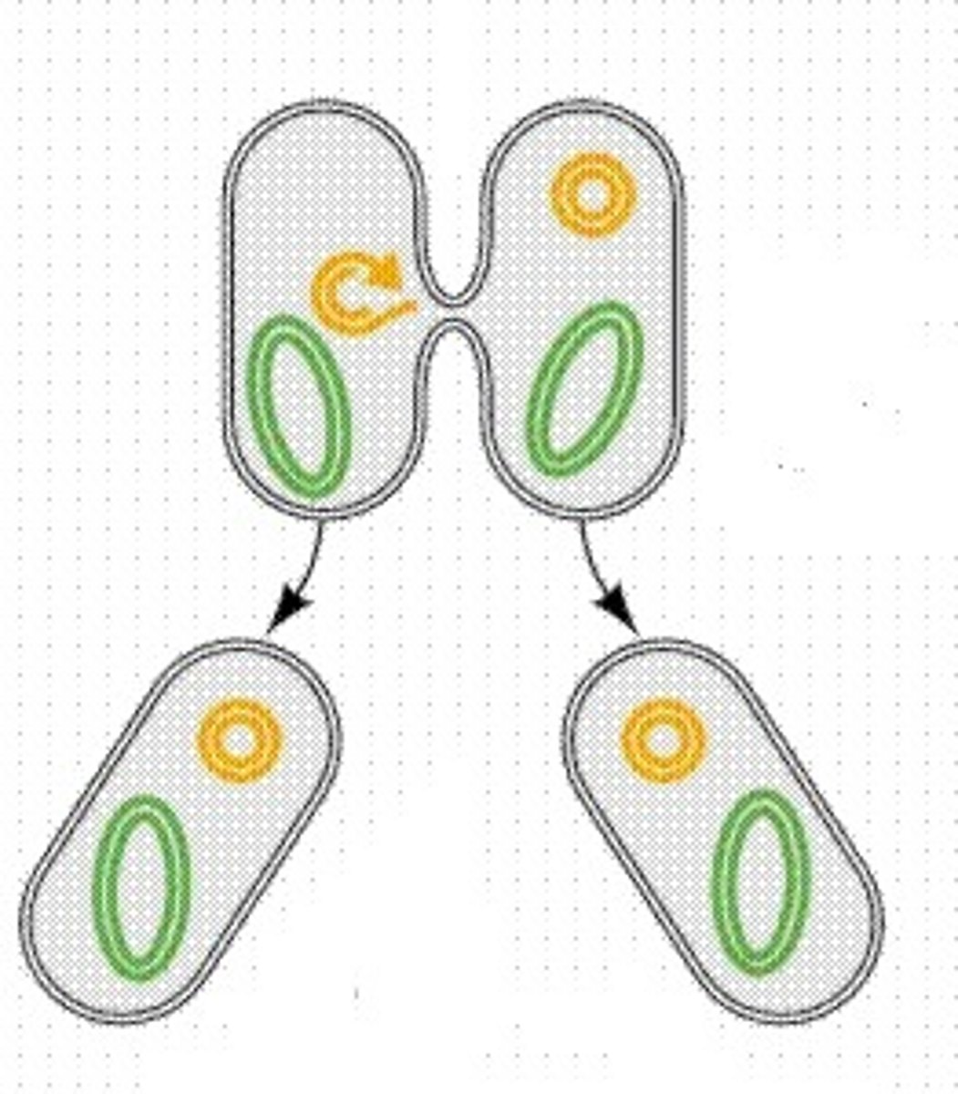 <p>the stage in which bacteria grow and reproduce</p>