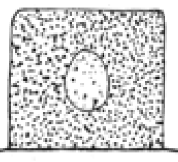 <p>the basophilia of the chromatin may fad, a change that reflects DNAase activity </p>