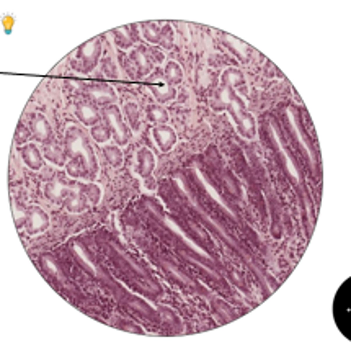 <p>name structure and organ (ARROW)</p>