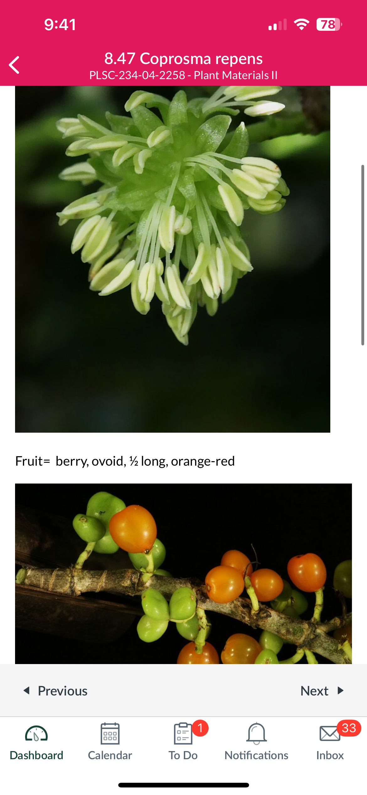 <p>Coprosma repens </p>