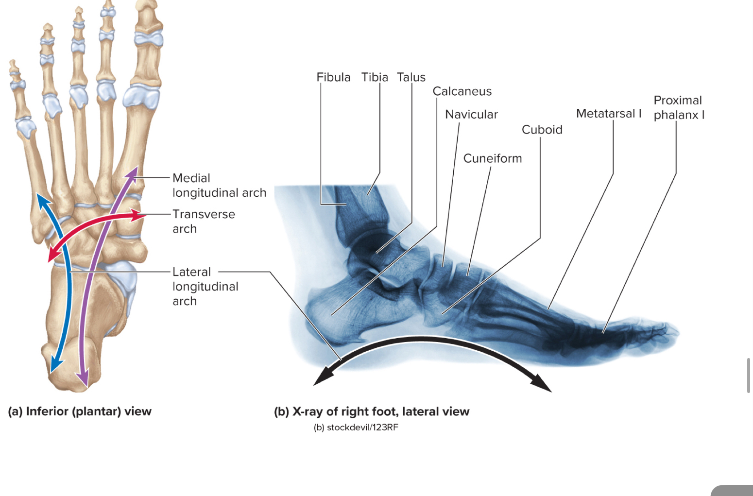 <p>What are the three arches of the foot?</p>