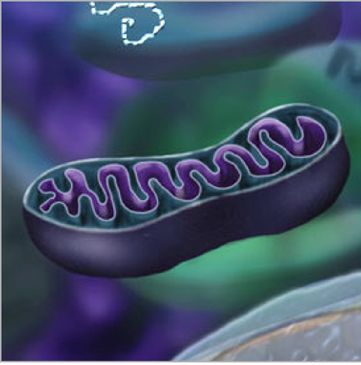 <p>An organelle found in large numbers in most cells, in which respiration and energy production occur.</p>