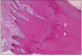 <p>name of histologic slide:</p><p>Specie:</p><p>Parts</p><p>1.__ 2.__ 3.__ </p><p>Stain used:</p>