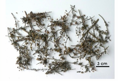 <p>CAM THẢO ĐẤT (CAMTHẢONAM)</p>