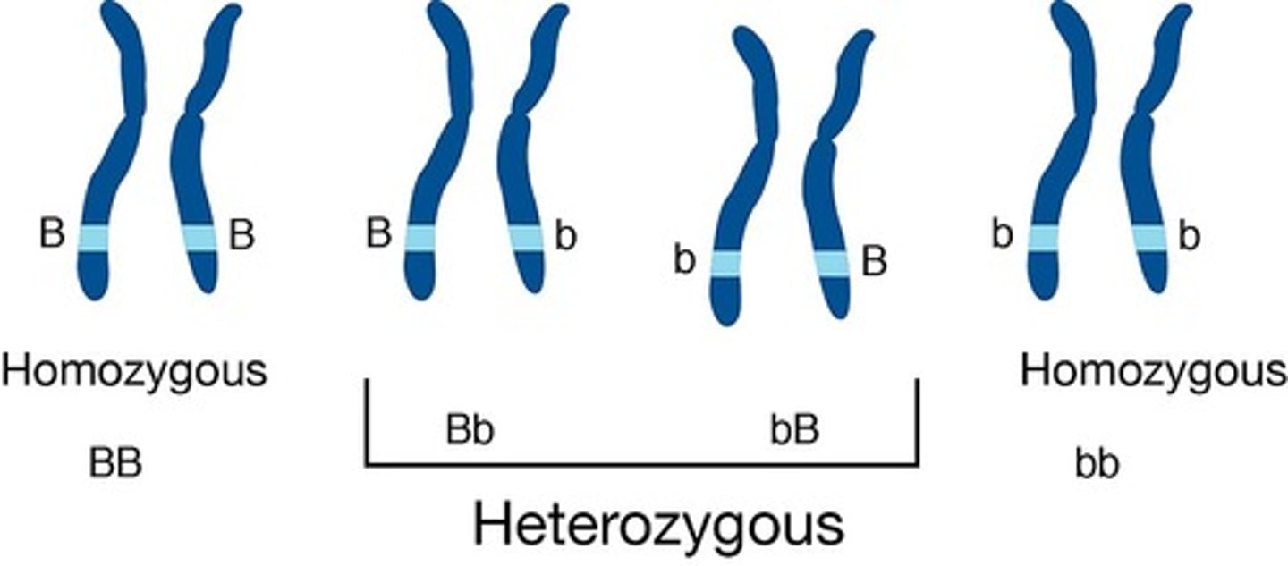 <p>African sickle cell carriers (malaria protection)</p><p>- note that sickle cell carriers do not have sickle cell anemia</p>