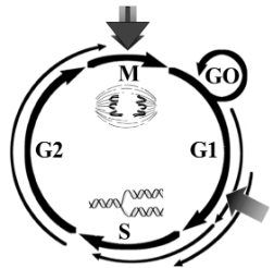 <ul><li><p><span style="background-color: transparent;">Getting this process STARTED is very difficult&nbsp;</span></p></li><li><p><span style="background-color: transparent;">if you remove the growth signal then the cell stops after mitosis and does not enter G1&nbsp;</span></p></li><li><p><span style="background-color: transparent;">average cycle is 24 hours in a mammalian cell</span></p></li><li><p><span style="background-color: transparent;">we can speed this process up and slow it down depending on what our body TELLS it that we need&nbsp;</span></p></li></ul><p></p>
