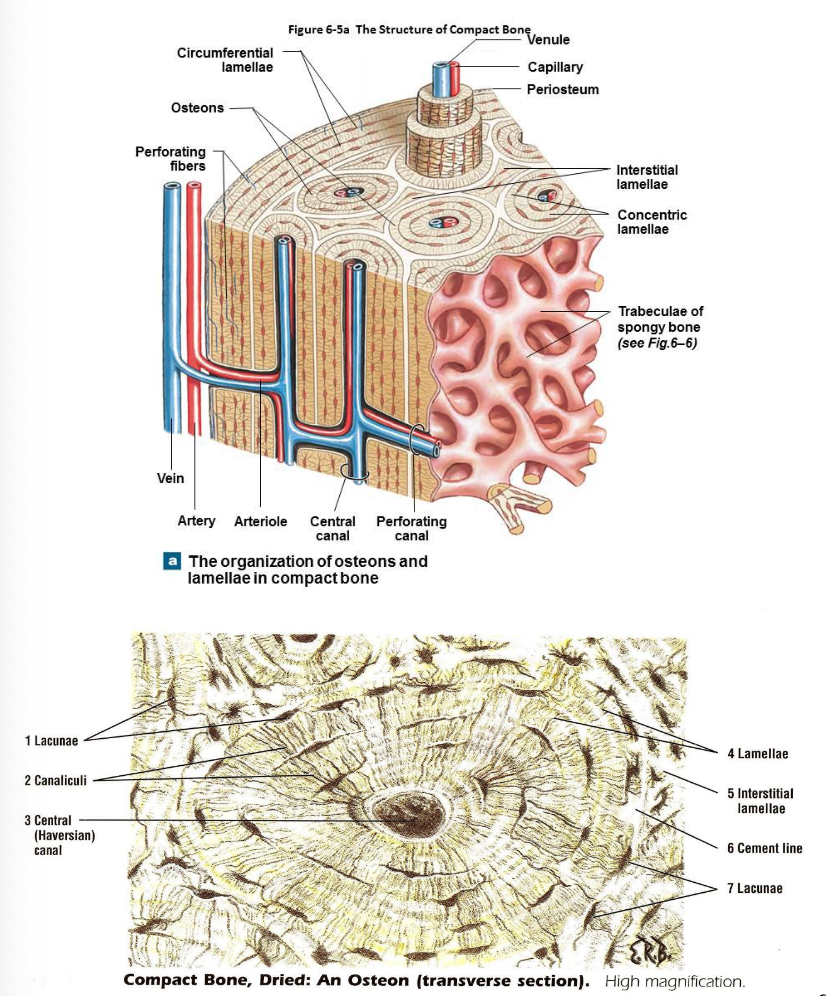 <p>Units of osteons or Haversian systems forming concentric lamellae.</p><p>Interstitial lamellae are between osteons which are leftover fragments of old osteons</p><p>Outer circumferential lamellae encircle bone beneath periosteum</p><p>Inner circumferential lamellae encircle medullary cavity</p><p>Lacunae are small spaces between lamellae which house osteocytes</p><p>Canaliculi are small channels filled with extracellular fluid counting lacunae</p><p>Blood and lymphatic vessels are found in central canal/haversian </p><p>Volkmann’s canal allow transit of vessels to outer cortex of bone</p>