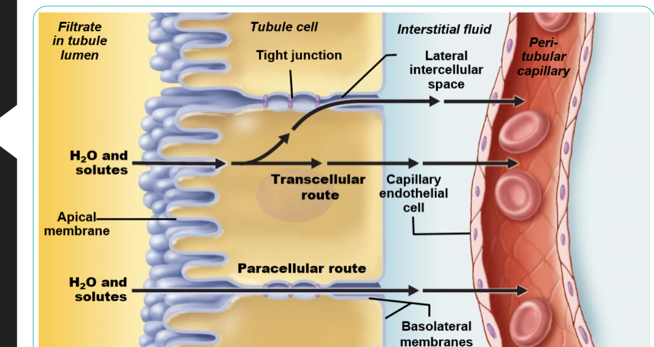 <p> substances enter on the apical side of the cell, then pass through the cytoplasm, and exit into the interstitial fluid via the basolateral membrane and picked up by the bloodstream. This process is a form of secondary active transport. </p>
