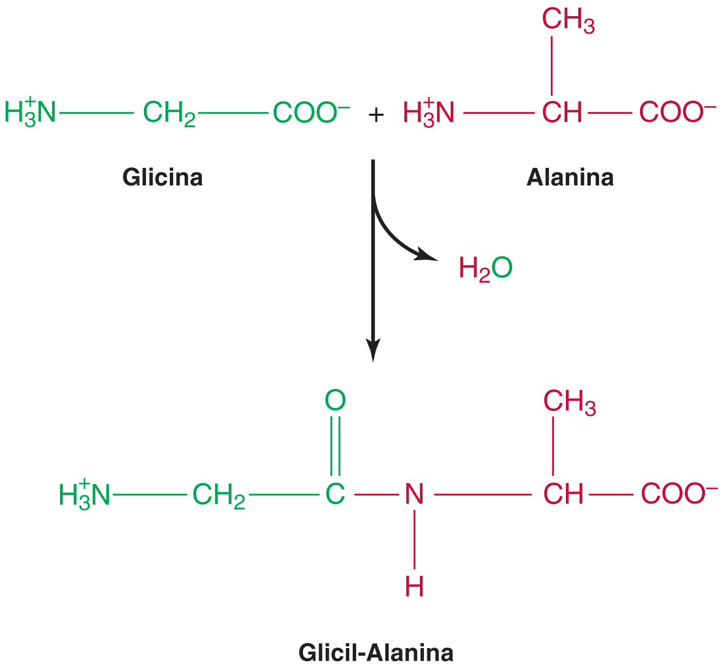 <p>La reacción entre el grupo α-carboxilo y el grupo α-amino de dos aminoácidos.</p><p>*La reacción libera una molécula de agua</p>