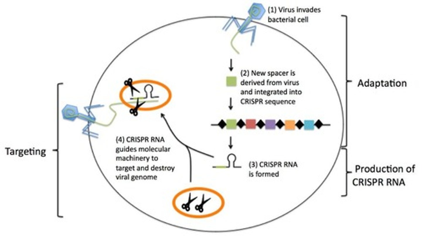 <p>Genome editing tool using guide RNA.</p>