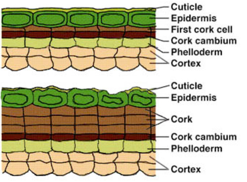 <p><span>cork + cork cambium + phelloderm; replaces epidermis</span></p>